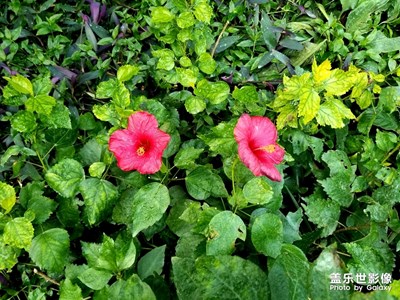 探尋熱帶雨林的花草樹木
