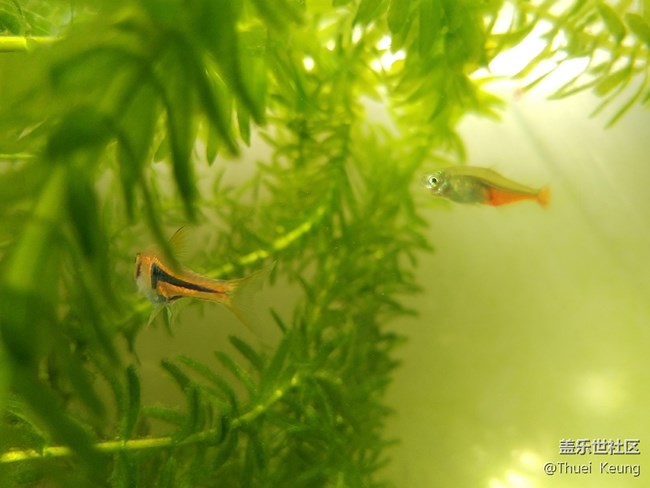 【A6s星粉體驗(yàn)團(tuán)】潮流單品—A6s體驗(yàn)