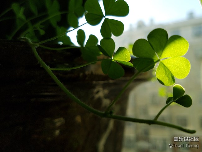 【A6s星粉體驗(yàn)團(tuán)】潮流單品—A6s體驗(yàn)