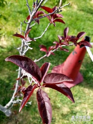 花兒