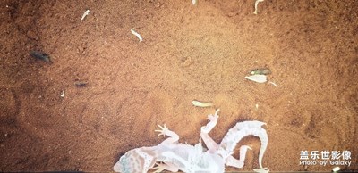 神奇動物去哪里1