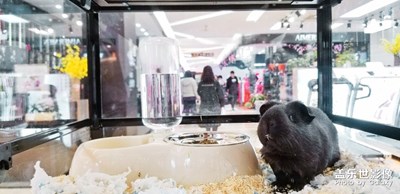 神奇動物去哪里3