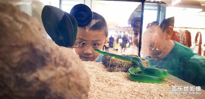 神奇動物去哪里2