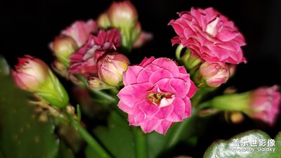 【再見(jiàn)2018】-純黑純黑背景的小花花來(lái)幾張