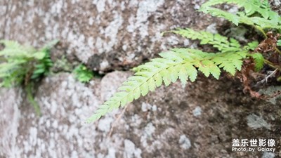隨拍幾張