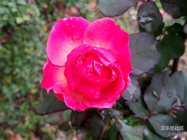 【A9s星粉體驗(yàn)團(tuán)】2019年的第一次玩機(jī) 魅力“四攝”三星A9s