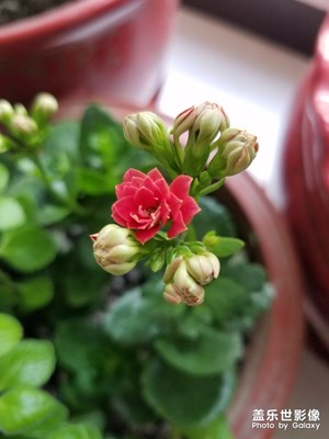 【迎春萬(wàn)象】+ 含苞怒放迎新春