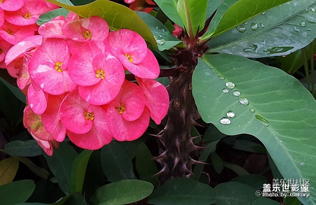 每周精帖匯【131期：CES2019三星電子驚喜連連】