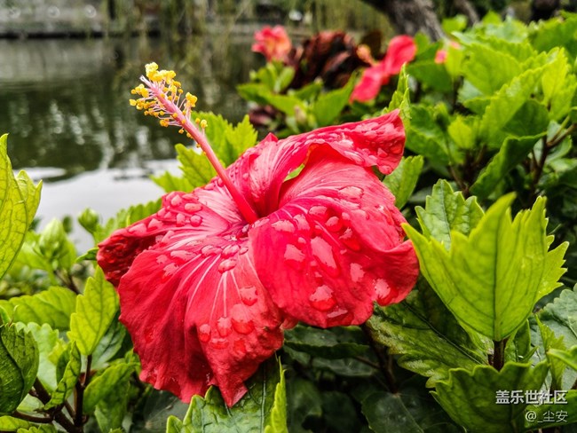 【A6s星粉體驗(yàn)團(tuán)】三星A6s，一款顏值和拍照都能打的中端機(jī)