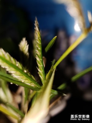 【迎春萬像】+嫩綠