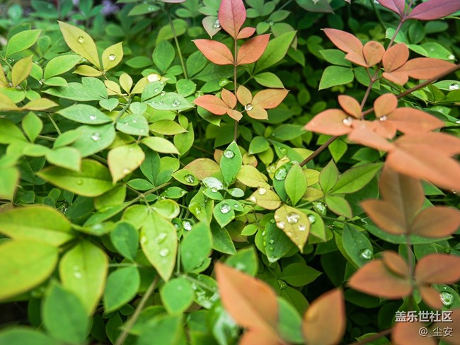 【A6s星粉體驗(yàn)團(tuán)】三星A6s，一款顏值和拍照都能打的中端機(jī)