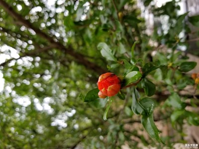 【迎春萬(wàn)象】+花苞
