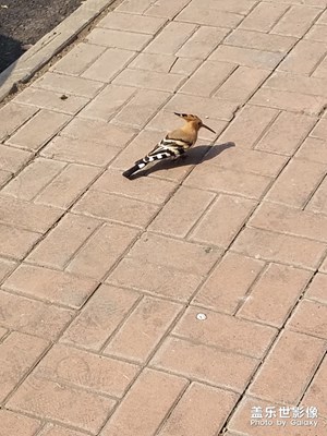 【迎春萬象】+早起的鳥兒