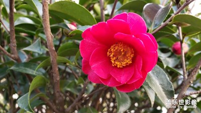 山茶花初春-花花草草正當(dāng)時(shí)