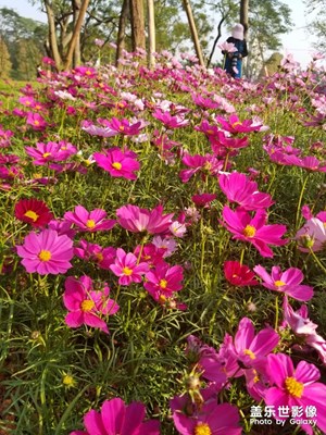 【色彩】+萬千粉黛裝點(diǎn)羊城