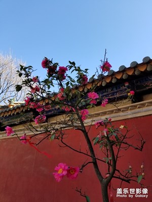 山茶花 玉蘭花 手抓飯過除夕