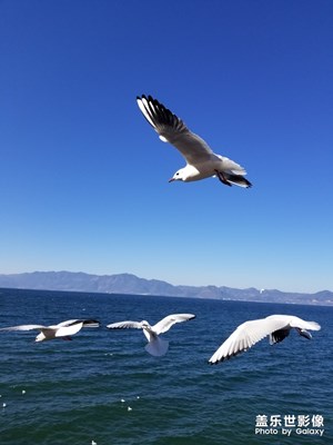 大年初一 游云南 撫仙湖