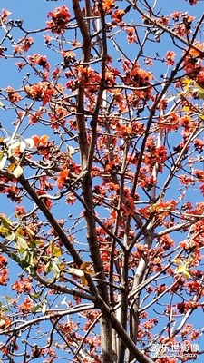 上班第一天，攀枝花開滿枝頭