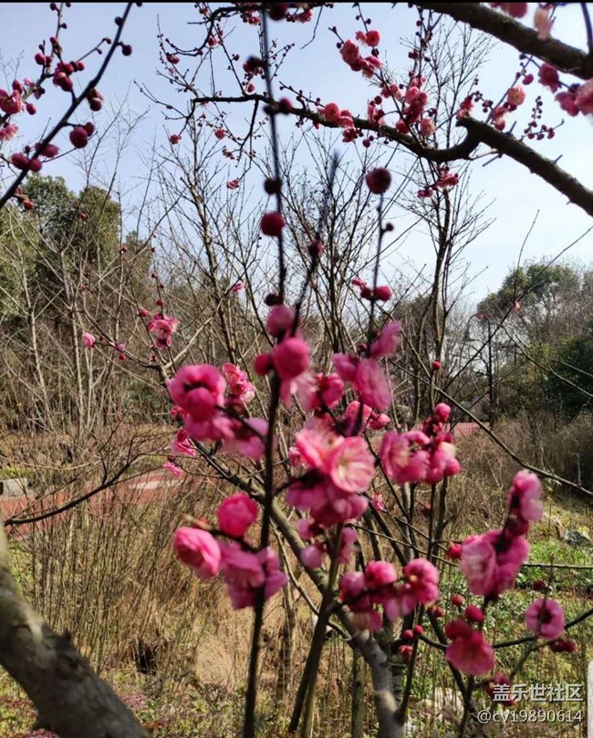 【曬出我的年味兒】-我與三星S9+的故事