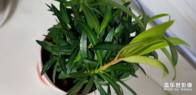 花海，超級(jí)是花都有。