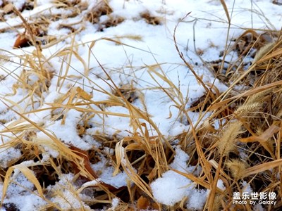 春雪正時(shí)