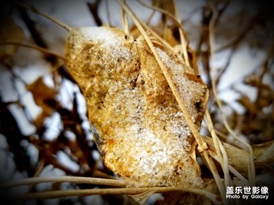 【這世界正美】+輕描銀裝