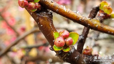 【春的暢享】-春雨貴如油，下得滿街流