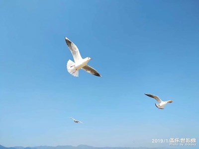 高原明珠，滇池觀鷗