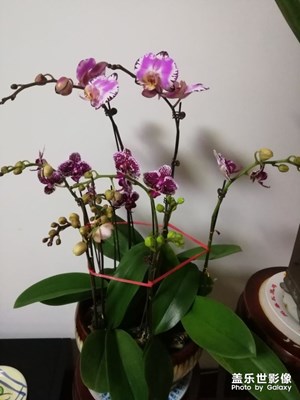 【正月十五】+賞花