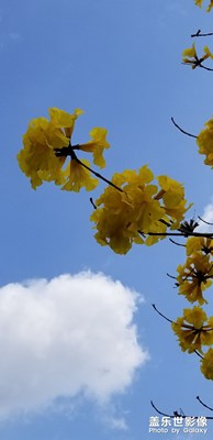 黃花風(fēng)鈴木請(qǐng)鑒賞