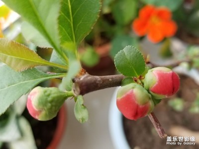 含苞待放的花兒。