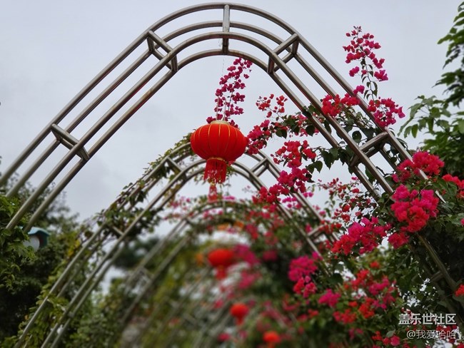 【我的上元夜】- 看花燈