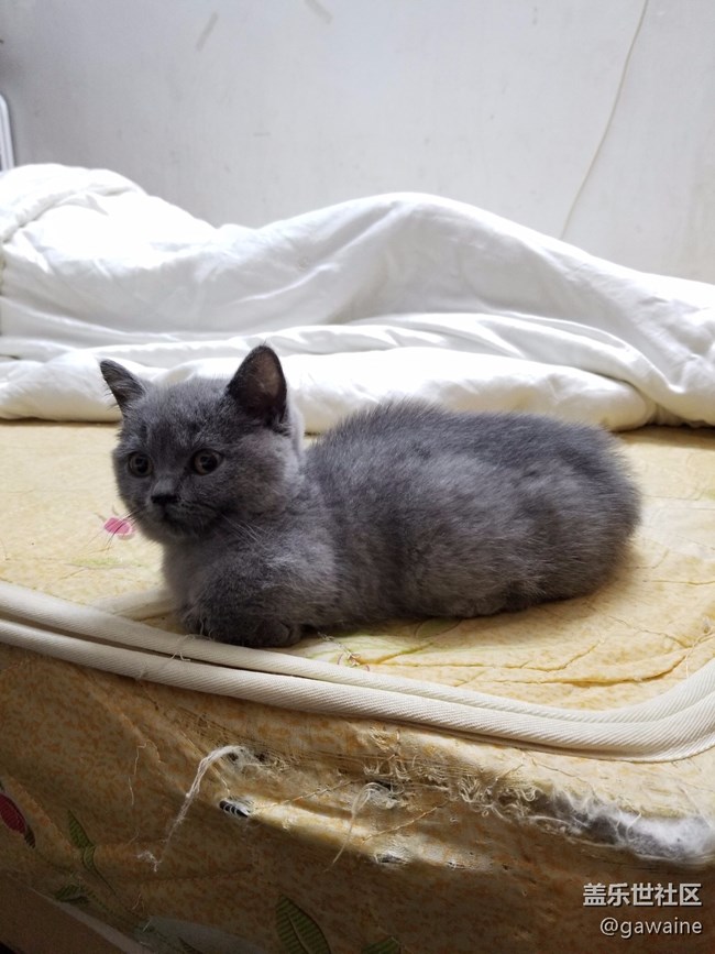 批評手上的s10+拍照！