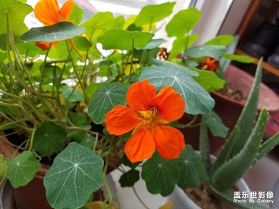旱地荷花