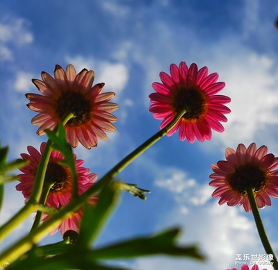 成都· 春天的腳步S9隨拍