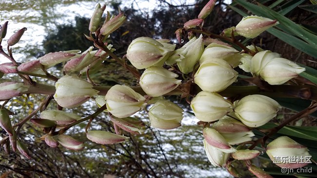 這個植物叫什么 ？