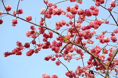 櫻花花潮，如夢如幻