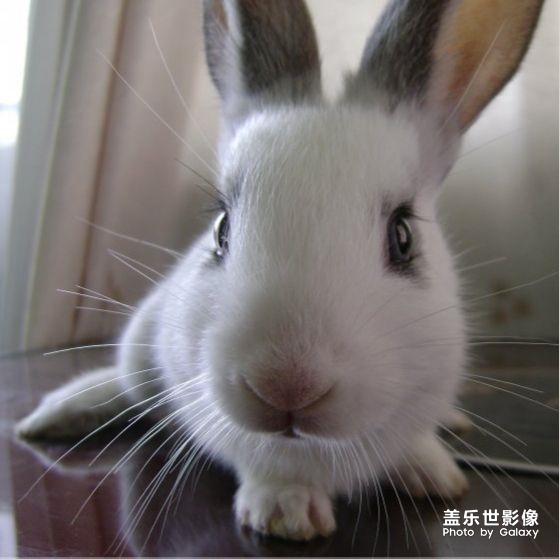 可愛