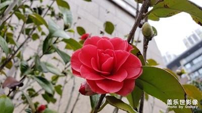 春天真的來(lái)了-怒放的山茶花