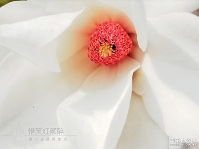 春季上妝時青純白玉蘭