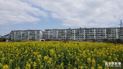 【時(shí)光】+短暫開(kāi)放的油菜花