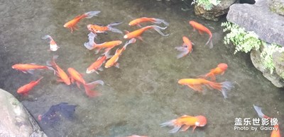 戲