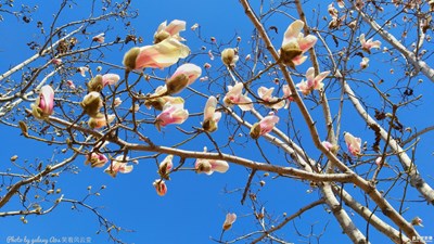 【三月】那株初開的玉蘭