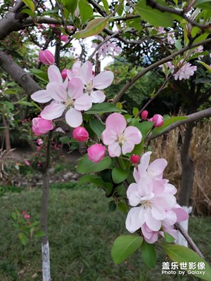 春天花兒開得艷