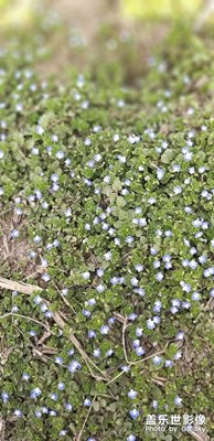 農村的野花