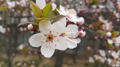 【踏春】+又是春花爛漫時(shí)