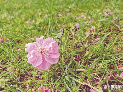梅花朵朵開