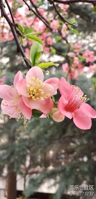 隨手拍-木瓜花開(kāi)分外妖嬈