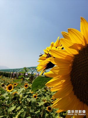 【踏春】+春暖花開