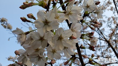 不知道是什么花？有人指點(diǎn)一下嗎？